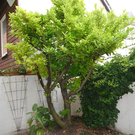 Haus-wolter Lejlighed